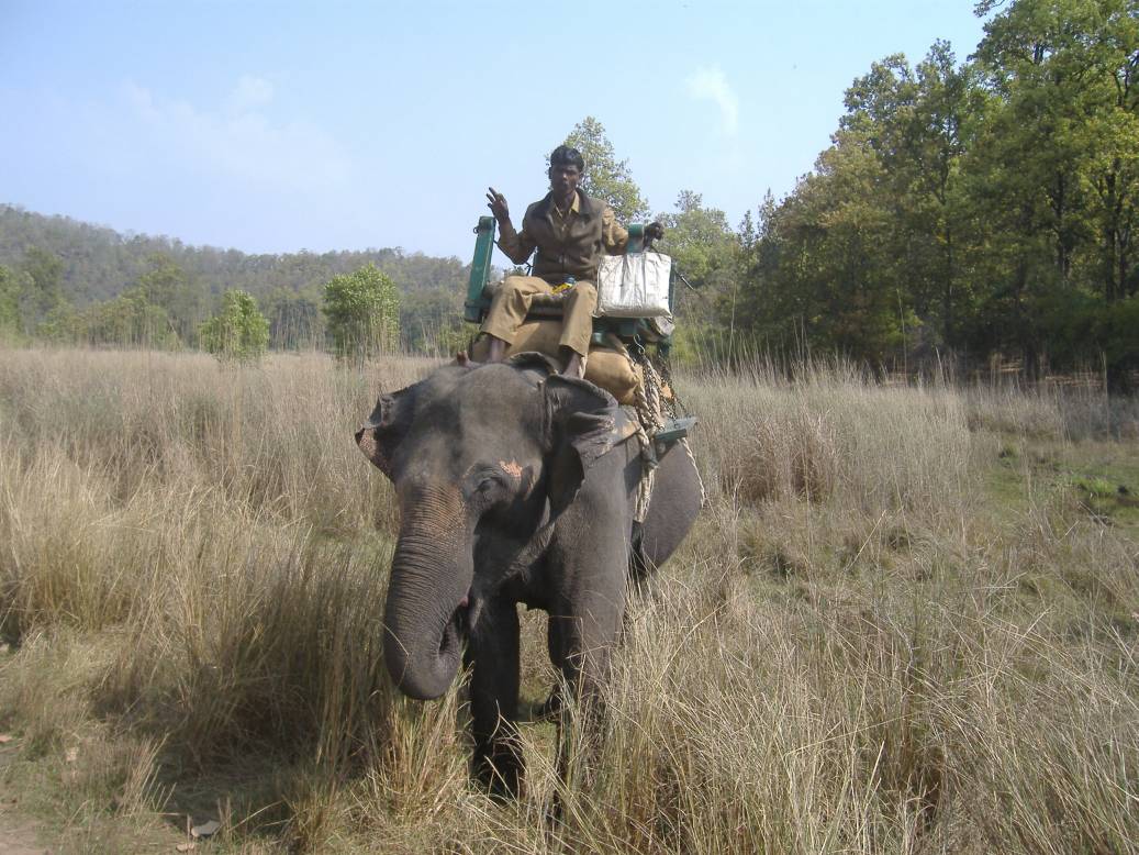 Elephant ride in Kanha National park